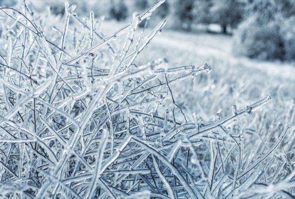 Icy-branches